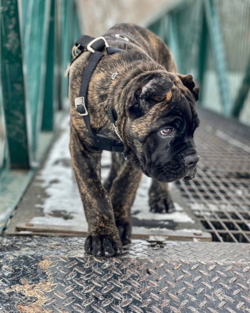 Argo, a brindle Cane Corso puppy, photographed in an outdoor setting.