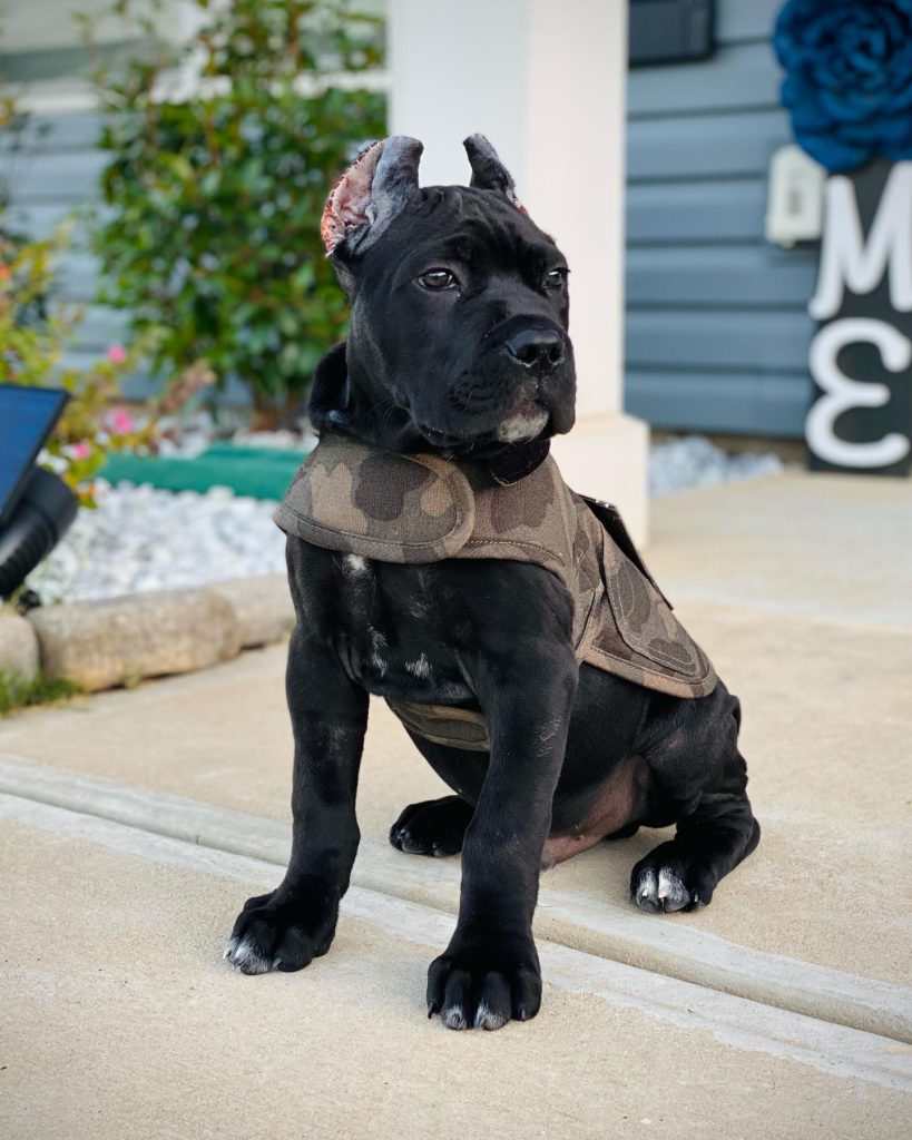 Max, a black Cane Corso puppy, photographed in an outdoor setting.