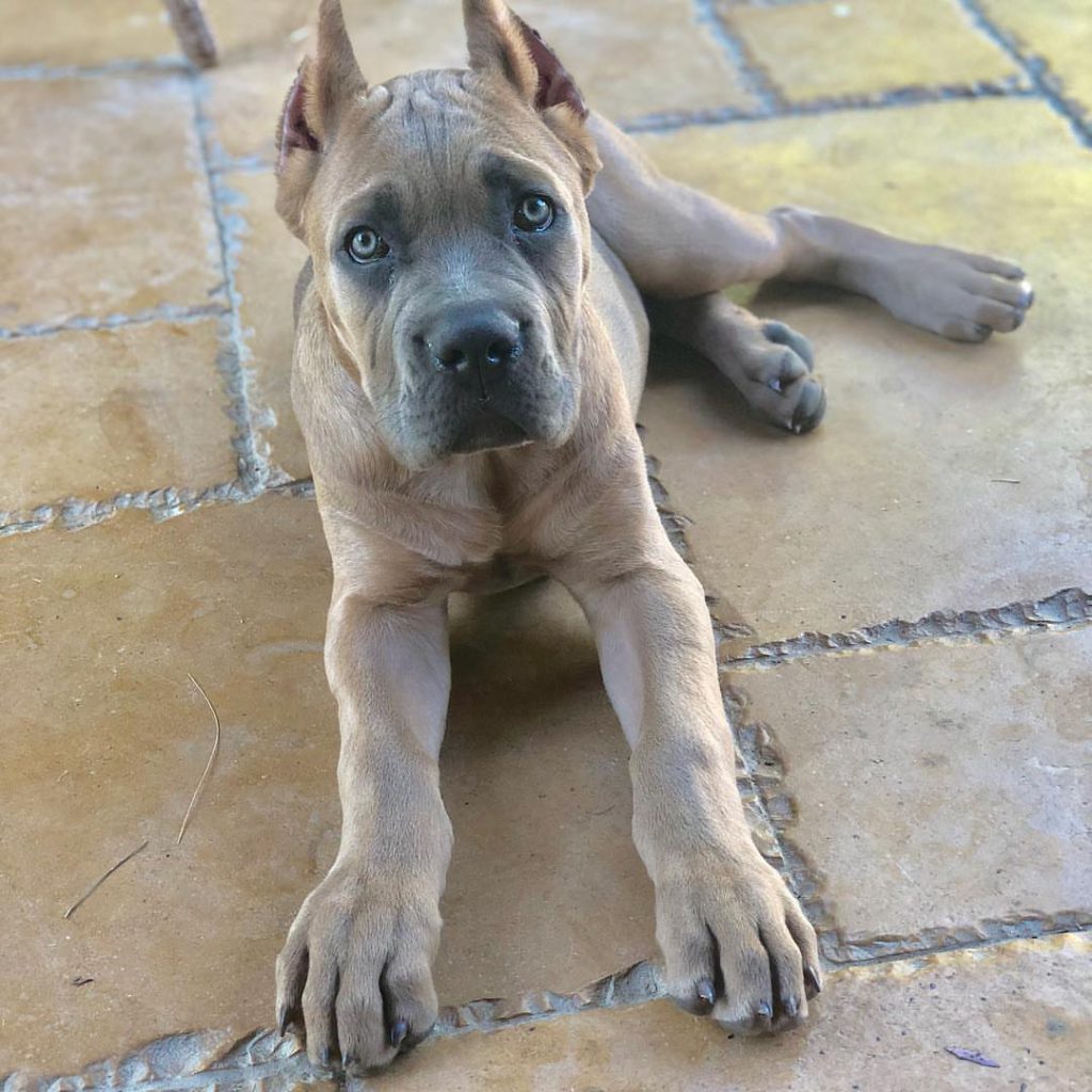 Kiara, a fawn Cane Corso puppy, photographed in an indoor home setting.