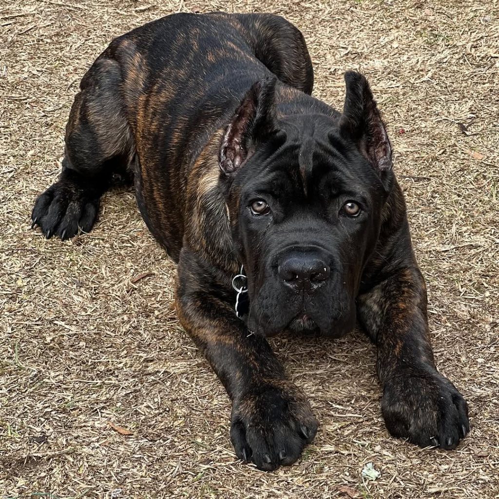 Koa, a brindle Cane Corso puppy, photographed in an outdoor setting.