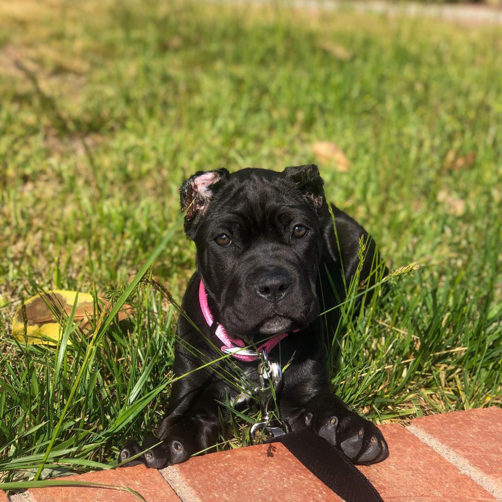 Esme, a black Cane Corso puppy, photographed in an outdoor setting.