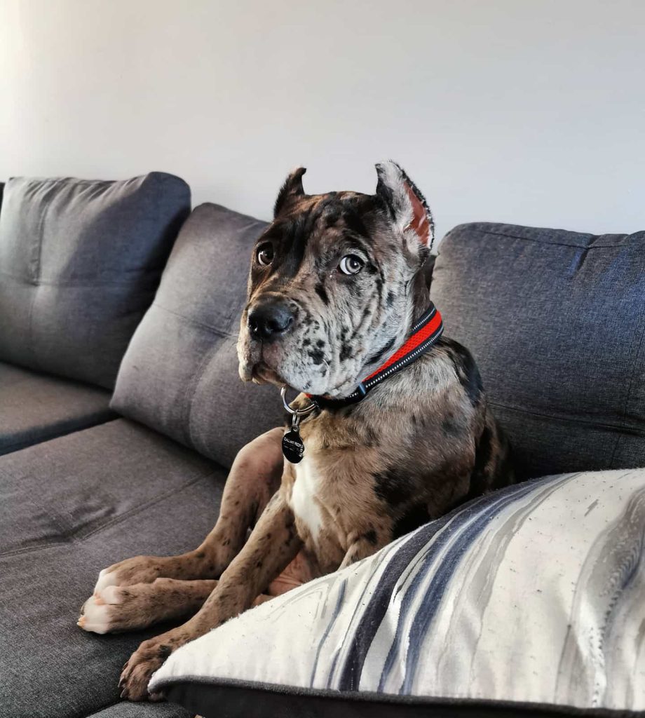Alpha, a merle Cane Corso puppy, photographed in an indoor home setting.