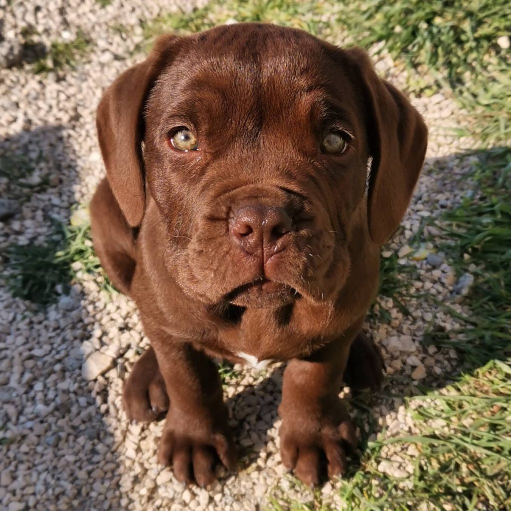 Kahlua, a chocolate-brown Cane Corso puppy, photographed in an outdoor setting.