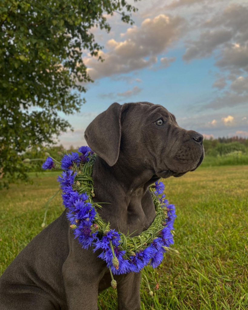Greya, a blue-gray Cane Corso puppy, photographed in an outdoor setting.