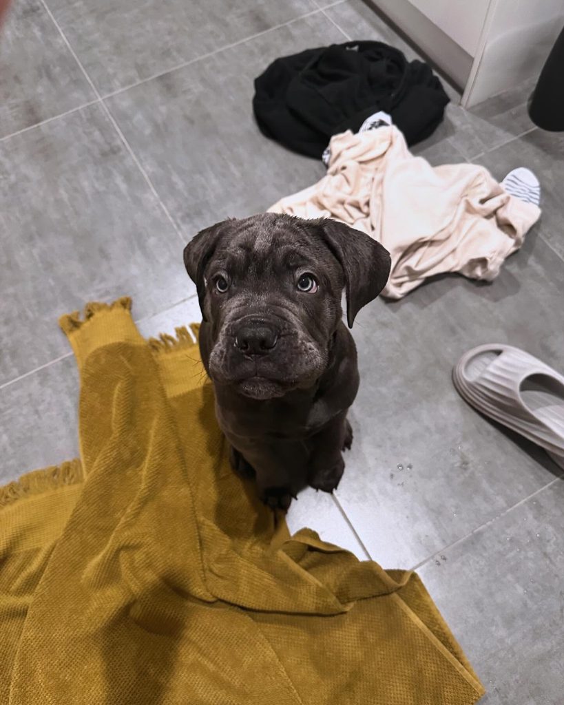 Knox, a black Cane Corso puppy, photographed in a supplied breeder setting.