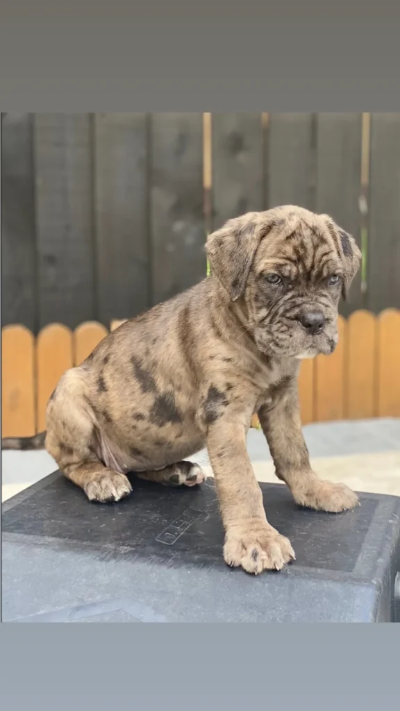 Ronnie, a merle Cane Corso puppy, photographed in a supplied breeder setting.