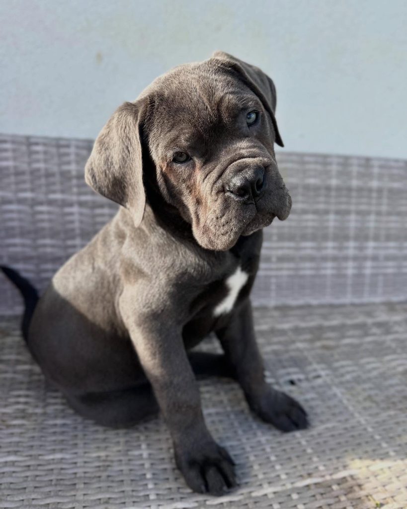 Vaiko, a blue-gray Cane Corso puppy, photographed in a supplied breeder setting.