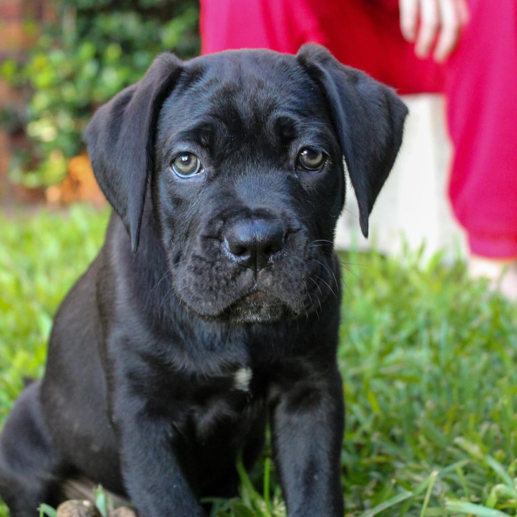 Gypsy, a black Cane Corso puppy, photographed in a supplied breeder setting.